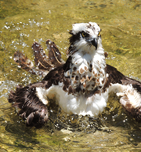 Falcon Bath